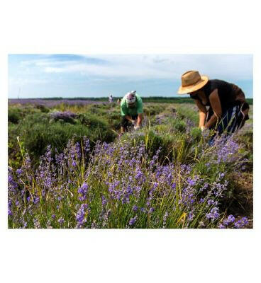 Weleda Lavender Body Oil Vegan 100ml Make Up & Beauty Accessories Boots