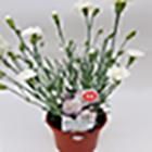 Sainsbury's Dianthus Mixed Colours 10.5cm GOODS Sainsburys   