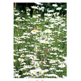 Kevin Milner Daisies Countryside Card