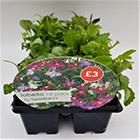 10 Pack Lobelia Mixed