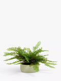 John Lewis Artificial Fern in Ceramic Pot, Green