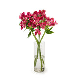 Alstroemeria