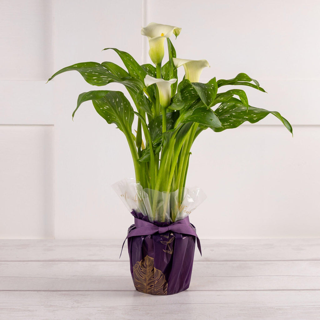 Sainsbury's Calla Lily Wrap