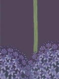 Cole & Son Allium Wallpaper