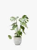 The Little Botanical Monstera Ceramic