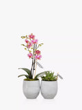 The Little Botanical Orchid & Succulent Duo