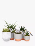 The Little Botanical Large Succulent Plant Gang