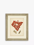 Brookpace Lascelles 'Red Coral II' Framed Print & Mount, 60 x 50cm, Red