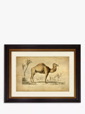 Brookpace Lascelles 'Camel' Framed Print & Mount, 46 x 55cm, Multi