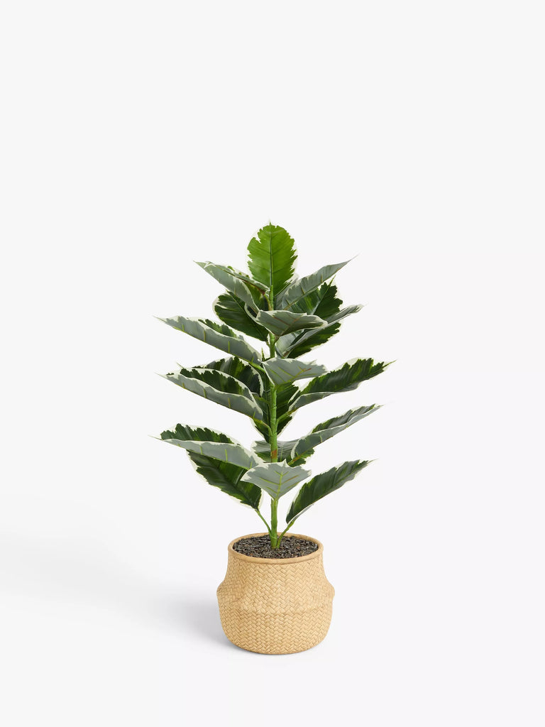 John Lewis Artificial Varigated Fig in Basket