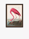 John Lewis John James Audubon 'American Flamingo' Framed Print, 77 x 57cm, Pink