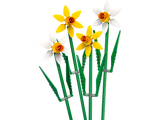 Daffodils