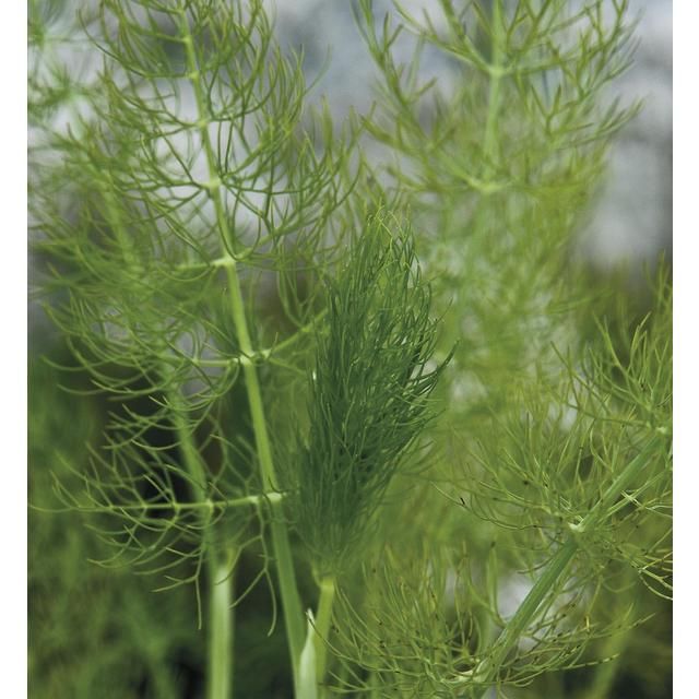 Johnsons Seeds - Jekka's Herbs - Fennel