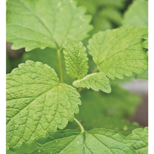 Johnsons Seeds - Jekka's Herbs - Lemon Balm