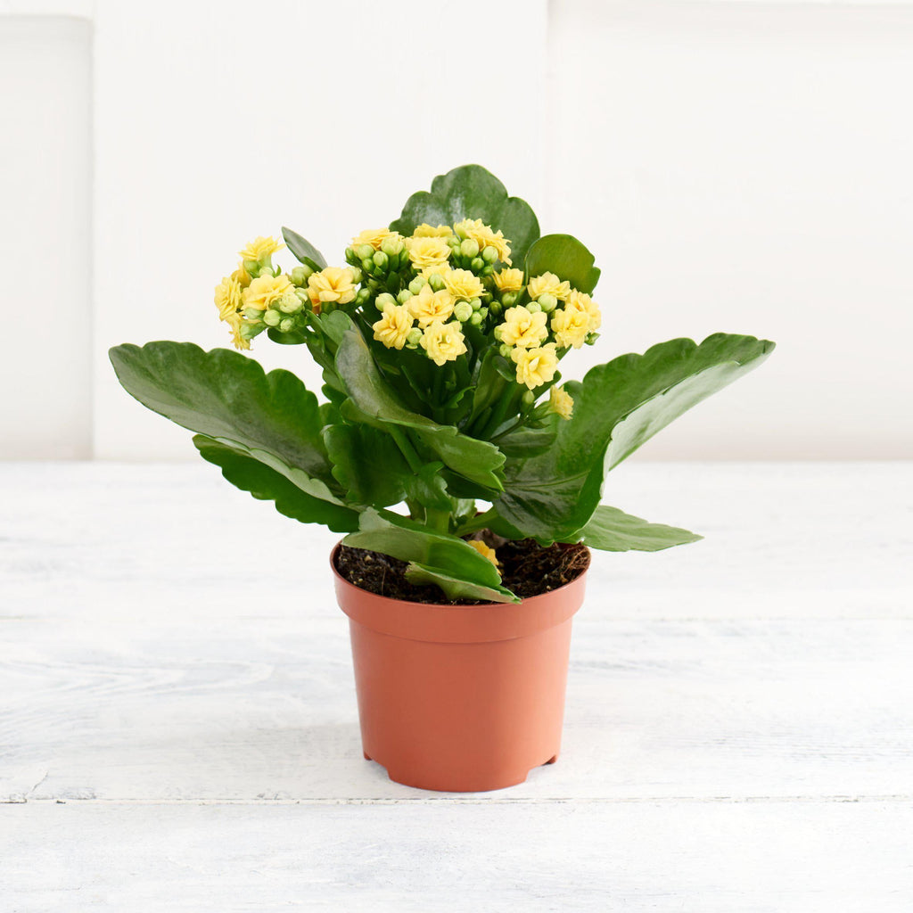 Sainsbury's Kalanchoe Plant (Colour may vary)