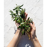 Korres Pomegranate Pure Greek Olive Shower Wash