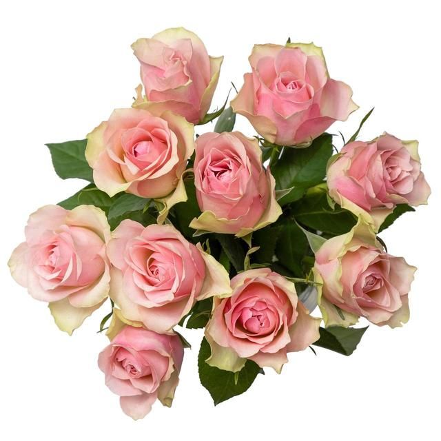 Pale Pink Roses GOODS M&S   