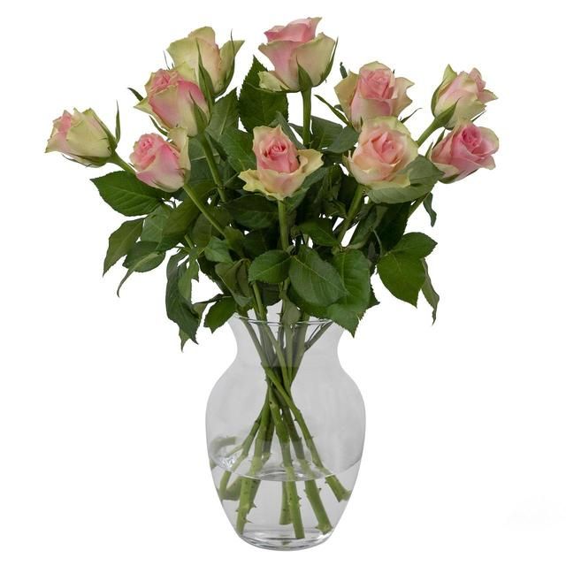 Pale Pink Roses GOODS M&S   