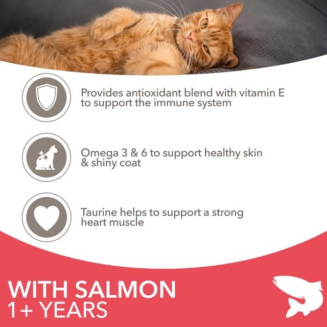 IAMS Adult Dry Cat Food Salmon   3kg