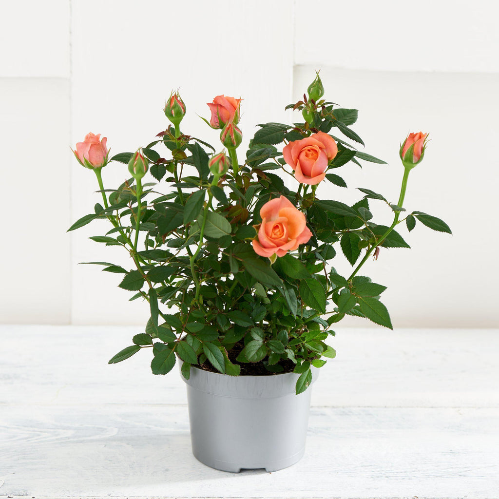 Sainsbury's Mini Rose Plant (Colour may vary)