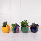 Large Novelty Succulent (Plant & Pot Colour May Vary) GOODS Sainsburys   