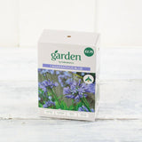 Sainsburys Agapanthus Blue x1