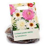 Sainsburys Dahlia Pastel Mix Bulbs