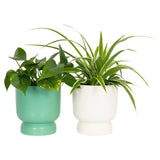 The Floral Collection Foliage in Stand