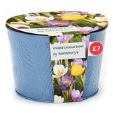 Sainsburys Mixed Crocus Bowl