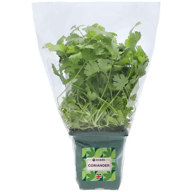 Ocado British Growing Coriander GOODS M&S   