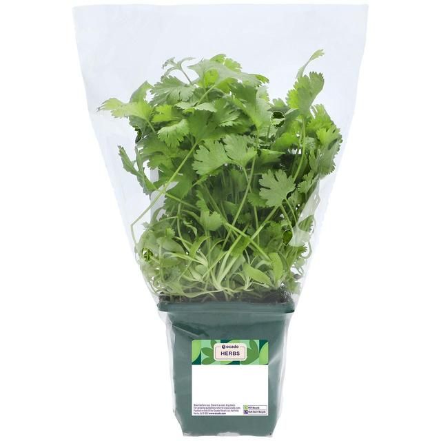 Ocado British Growing Coriander GOODS M&S   