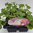 Trailing Geranium 4 Pk