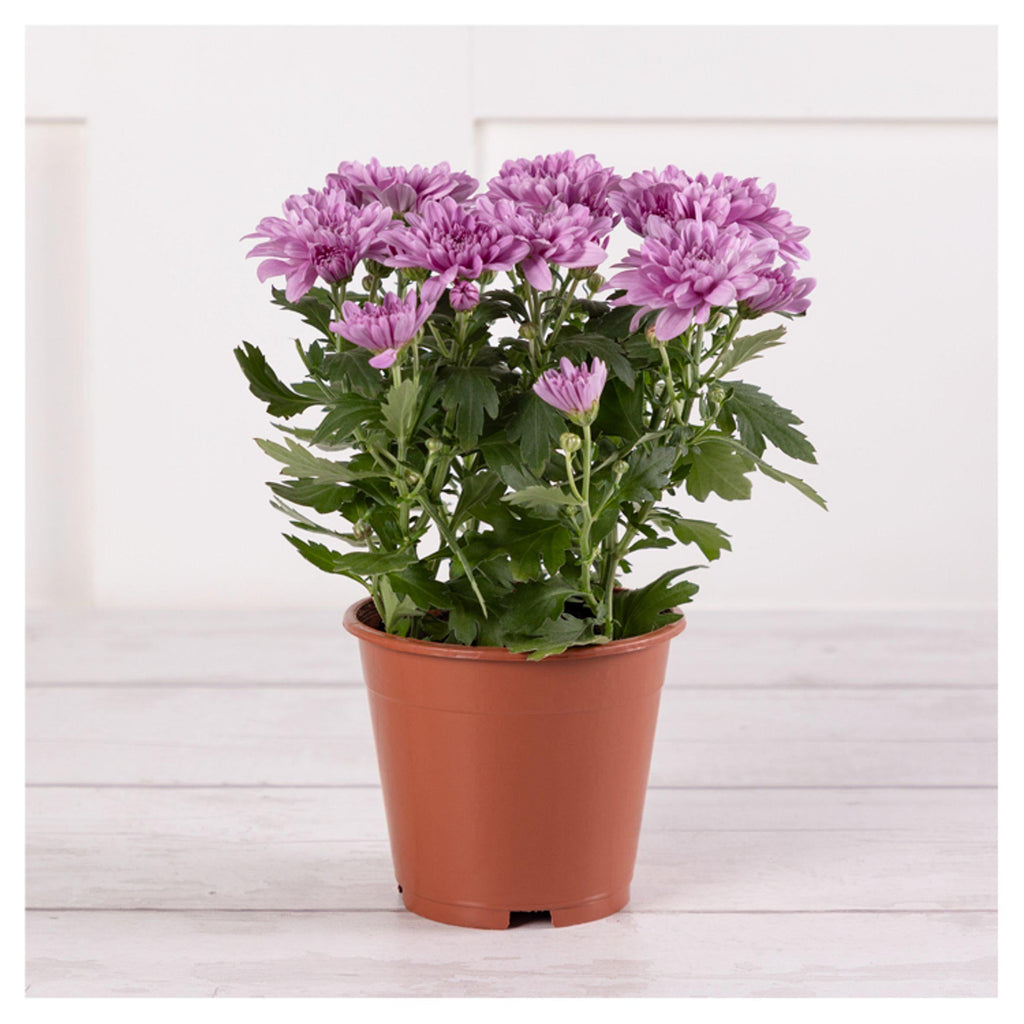 Sainsbury's Chrysanthemum Plant (Colour may vary)