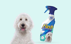 Pet Cleaning