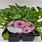 Trailing Petunia GOODS Sainsburys   