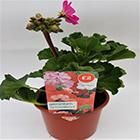 Sainsbury's Geranium Mix 13cm