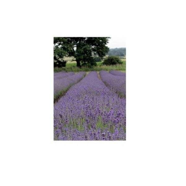 Kevin Milner Lavender Countryside Card