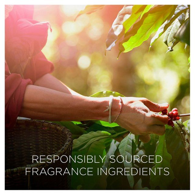 Airwick Botanica Candle Caribbean Vetiver & Sandalwood   205g - McGrocer