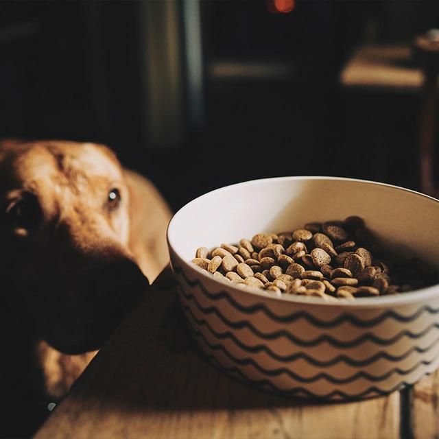 Beco Bamboo Ocean Waves Dog Feeding and Water Bowl Small - McGrocer