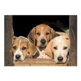 Kevin Milner Puppies Countryside Card