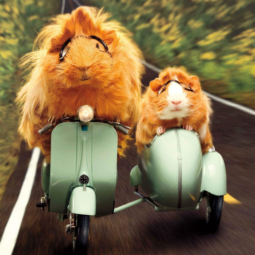 Camden Graphics Blank Open Greeting Card Send With Motorcycle Hamsters Photographic Fun Image