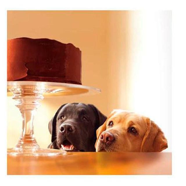 Dogs & Cake Blank Card