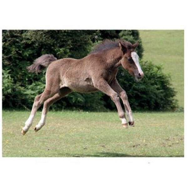 Kevin Milner New Forest Foal Countryside Card