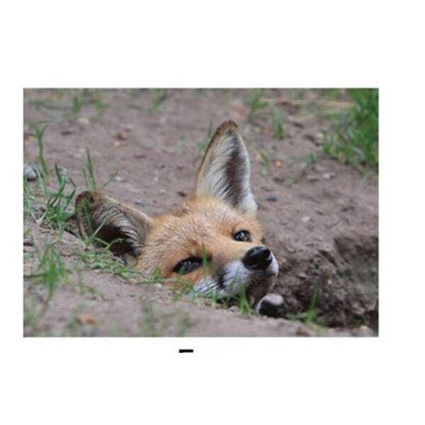 Kevin Milner Fox Countryside Card