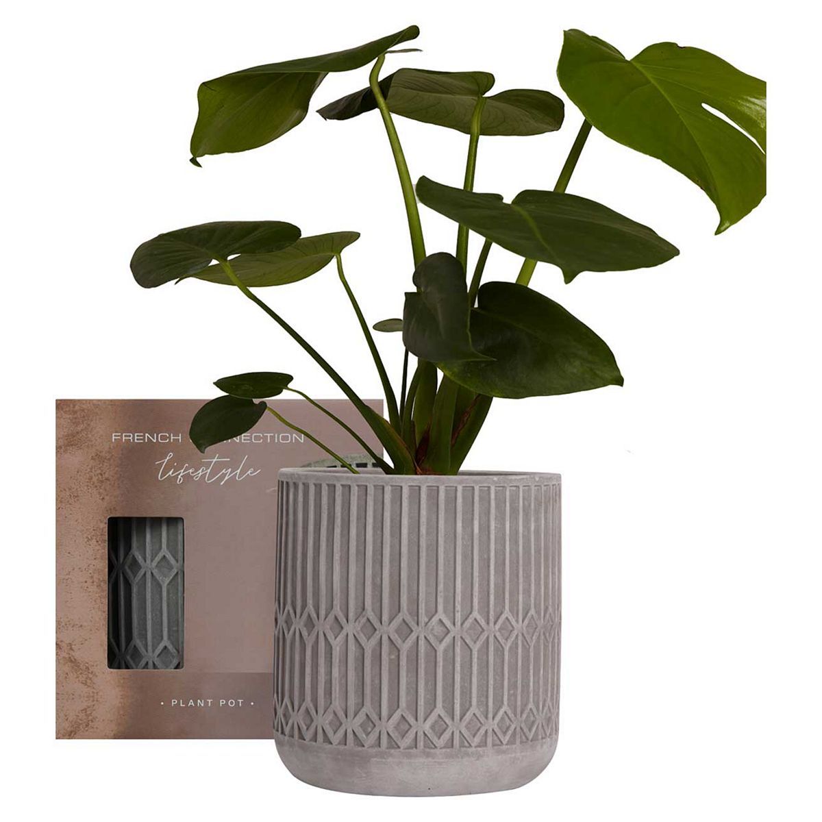French Connection Lifestyle Plant Pot