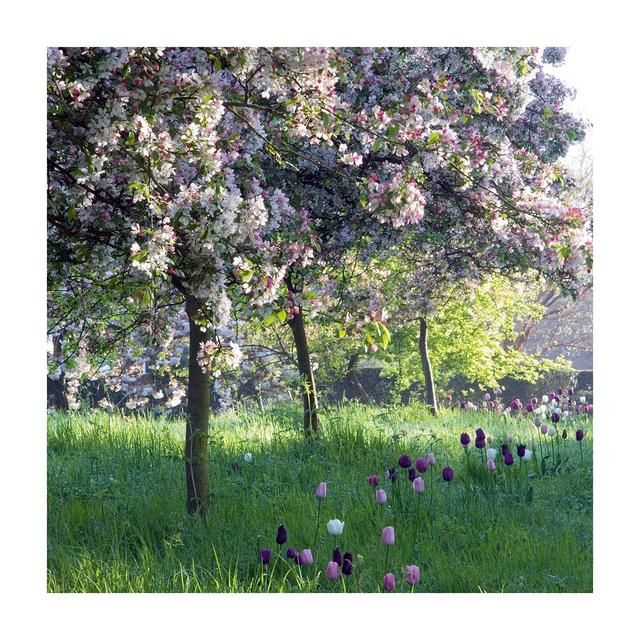 Gardeners World Blossom &amp;amp; Tulips Blank Card