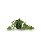 George Home Faux Trailing Plant