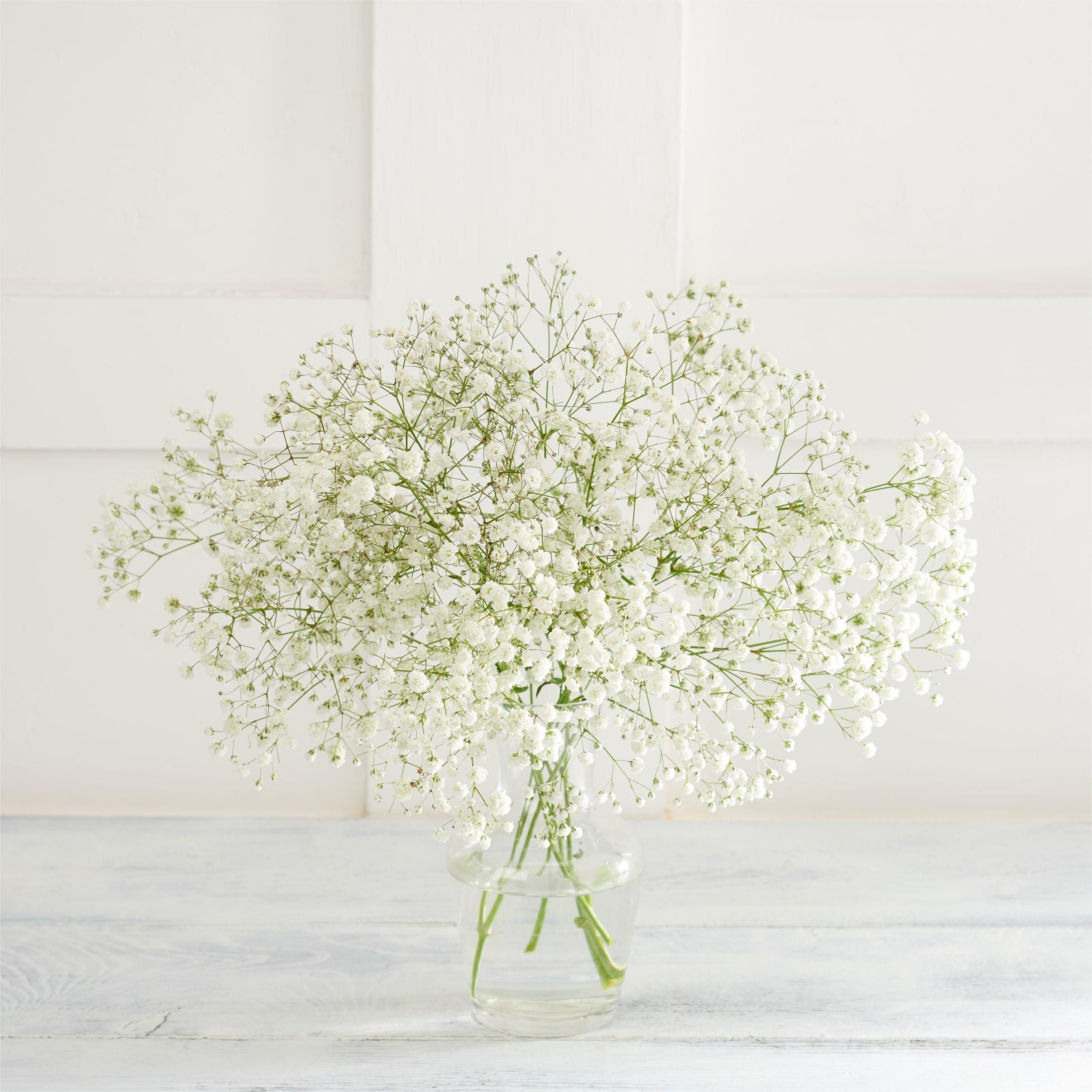 Gypsophila