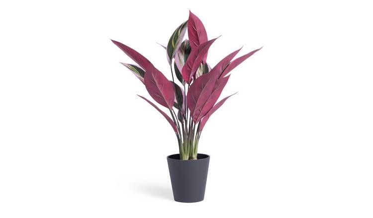 Habitat Artificial Large Stromanthe Tricolor Plant