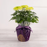 Habitat Bloom Chrysanthemum